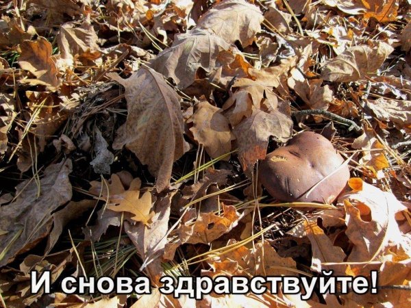 Картинки бабьего лета прикольные