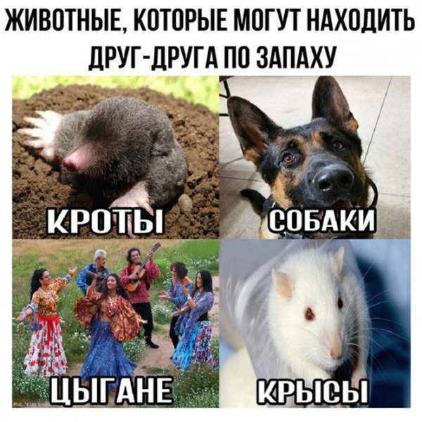 Свежие приколы с надписями