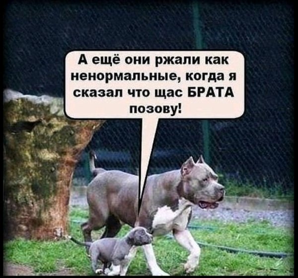 Прикольные фразы о старшем брате