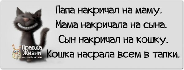 Афоризмы смешные до слез про жизнь