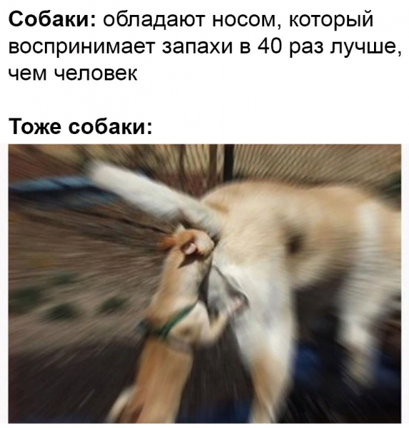 Картинки-приколы с надписями для поднятия настроения