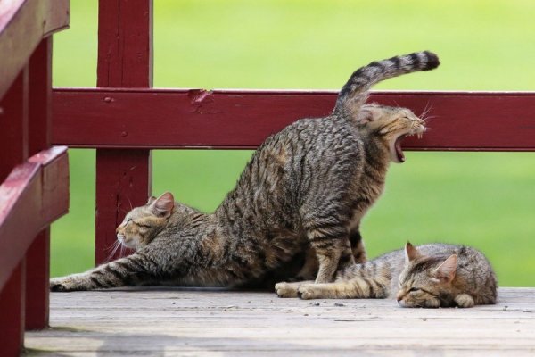 Удачные кадры с котами