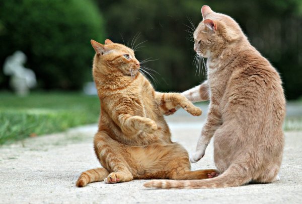 Коты дерутся