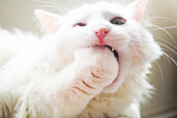 Смешной белый кот