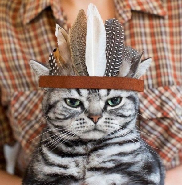 Классные котики