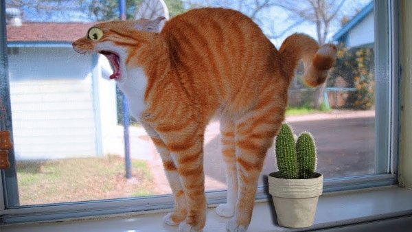 Смешной кот