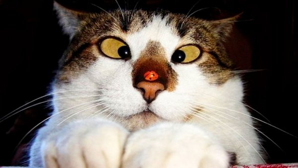 Смешной кот