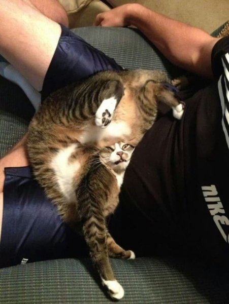 Удачные кадры с котами