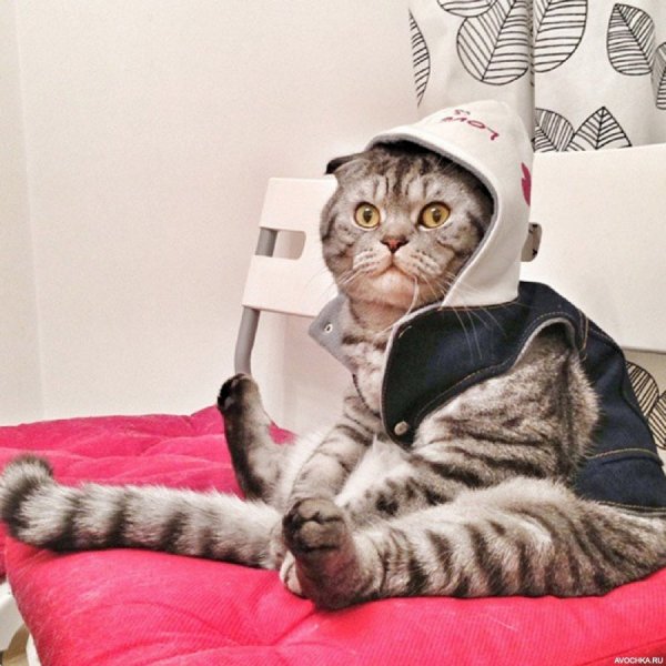 Смешной кот сидит