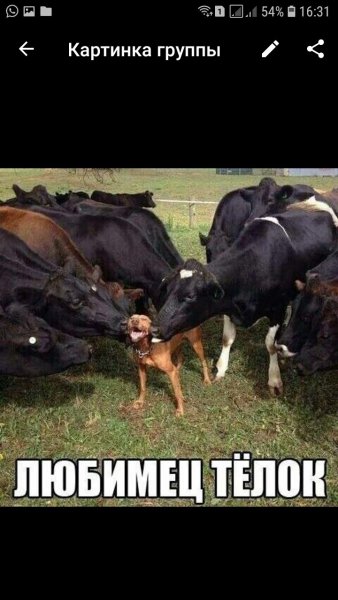 Смешные картинки для вотс апа