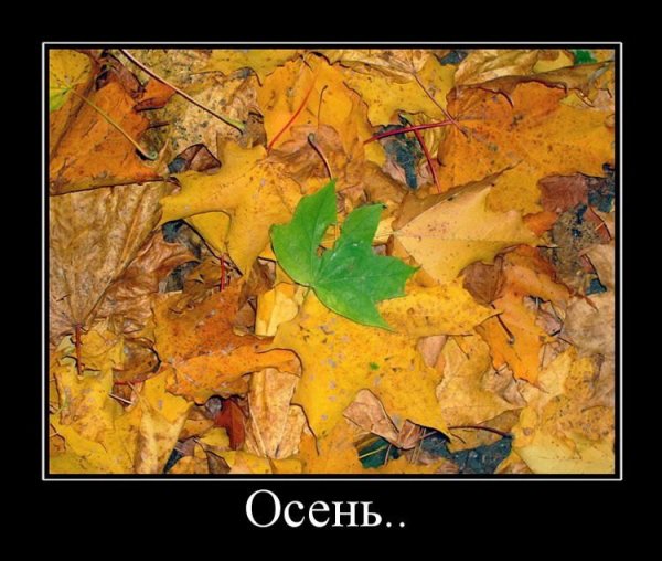 Осенний юмор