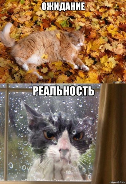 Мемы про осень
