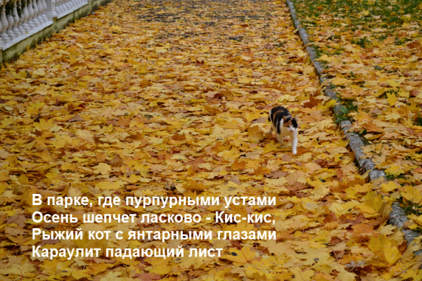 Смешно про осень