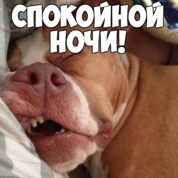 Сладких снов прикольные