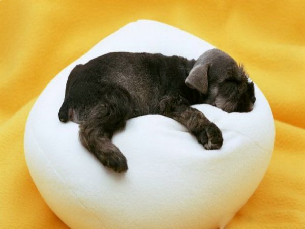 Прикольные пожелания спокойной ночи с юмором