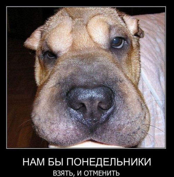 Фото понедельника смешное