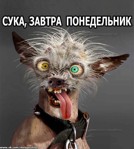 Завтра понедельник