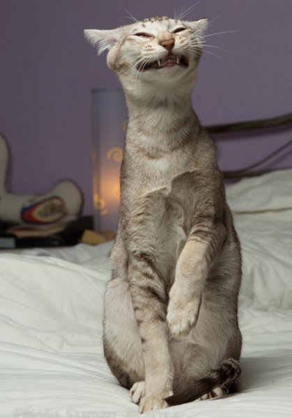 Нефотогеничные коты