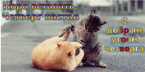 Доброе уто четверг прикол