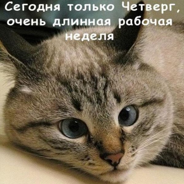 Четверг картинки смешные