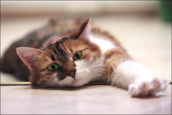 Четверг с добрым утром с котиками