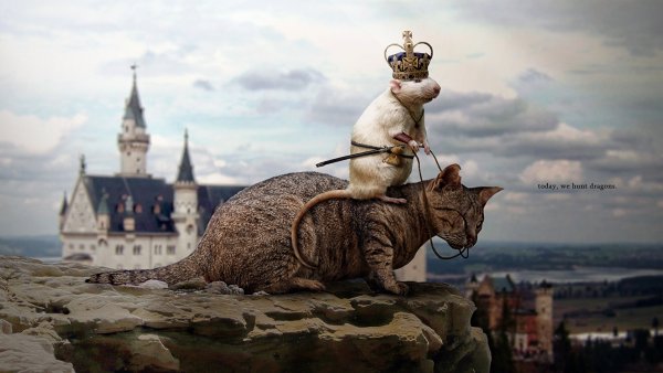 Креативные коты