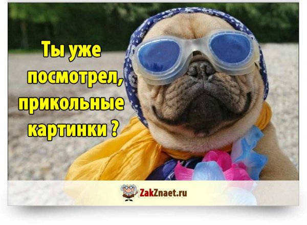 Картинки с приколами для поднятия настроения