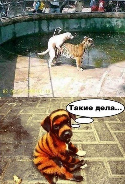 Смешно до слез с надписями