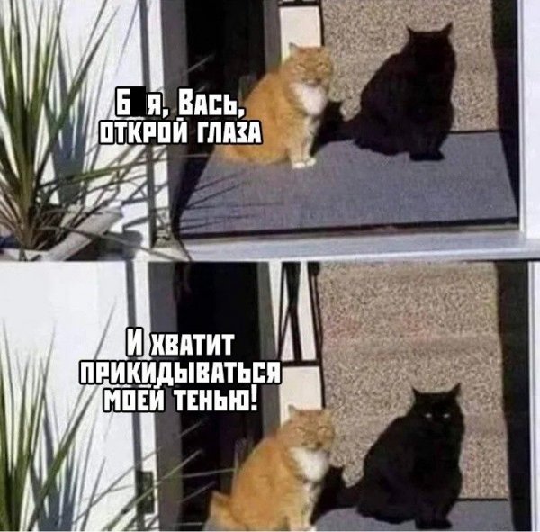 Смешные мемы до слез с надписями