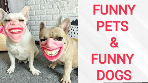 Смешные картинки до слёз