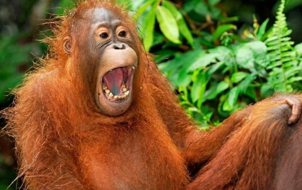 Картинки смешные до слез