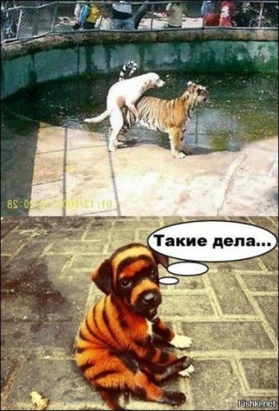 Смешные приколы про людей до слёз