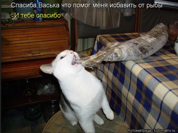 Самые смешные смешные смешные