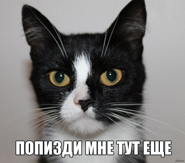 Мемы с матами