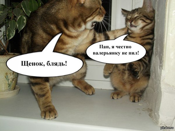 Приколы с матами картинки