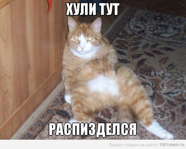 Кот на случай важных переговоров