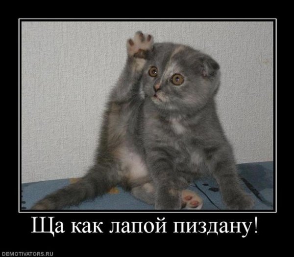 Коты с матами