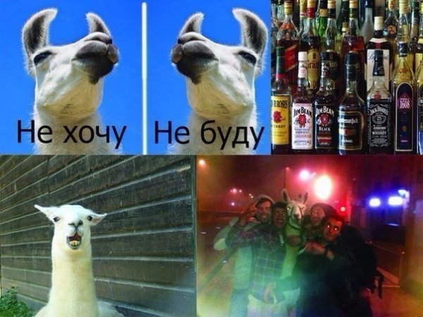 Приколы про бухло