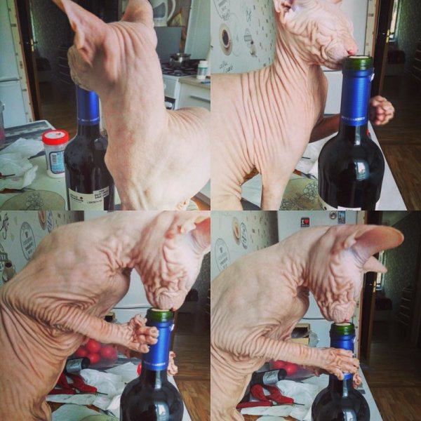 Прикольные картинки про алкоголь