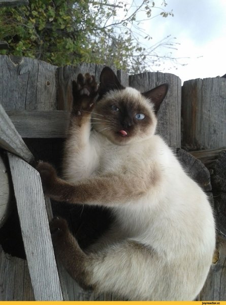 Котик приветствует