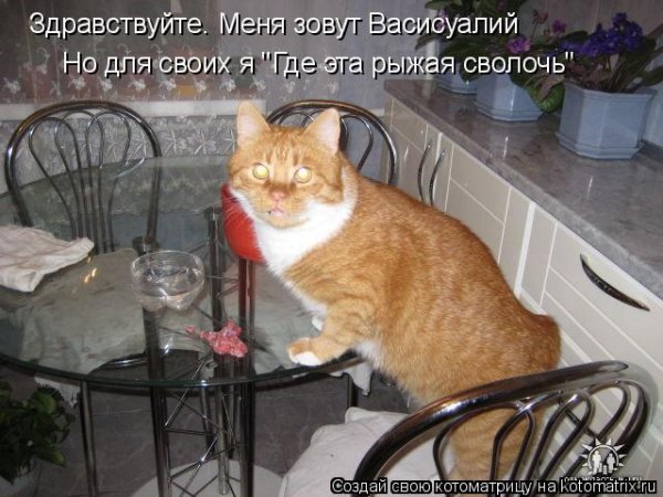 Анекдоты про рыжих котов