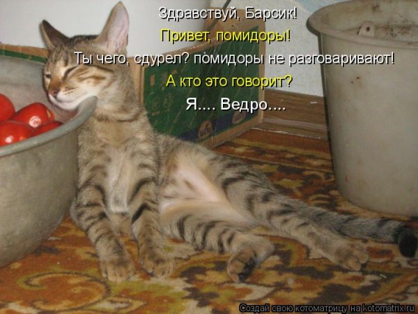 Пятница котики приколы с надписями