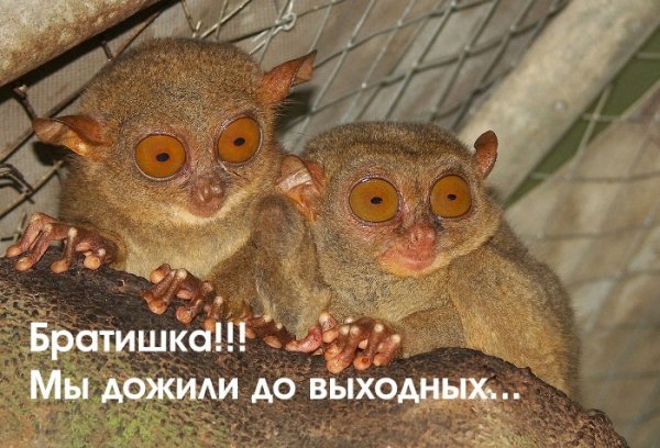 Я дожила до выходных