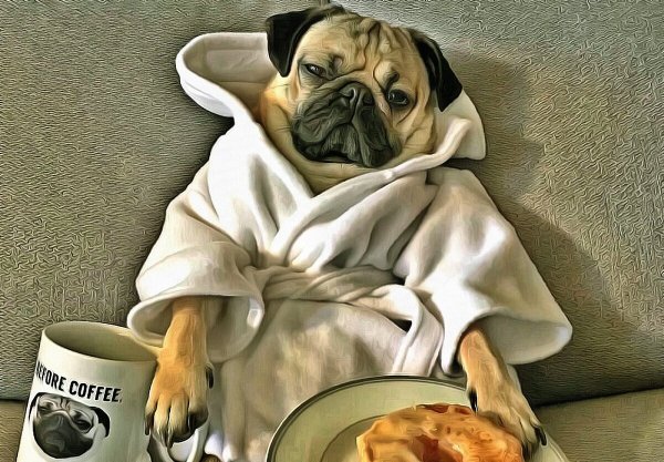 Животные с кофе