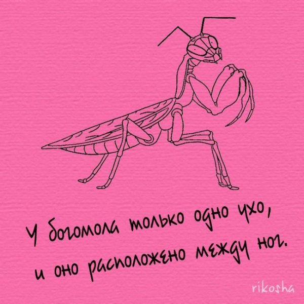 Интересные факты о картинах