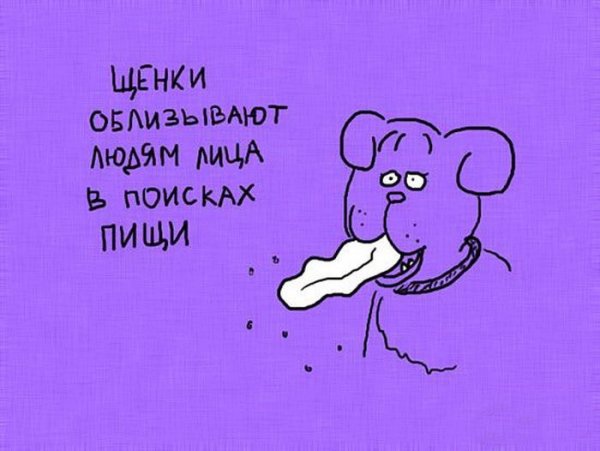 Забавные факты в картинках