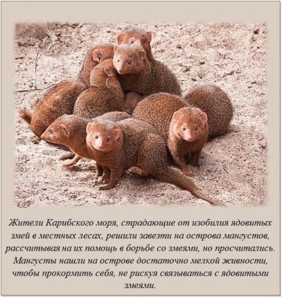 Интересные факты смешные