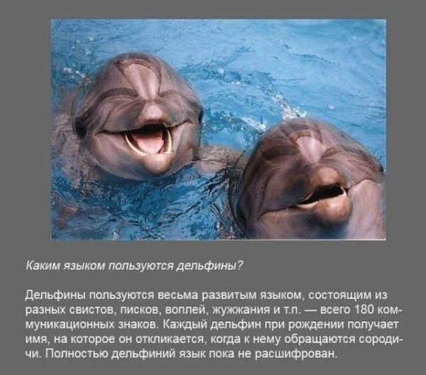 Интересные факты в картинках