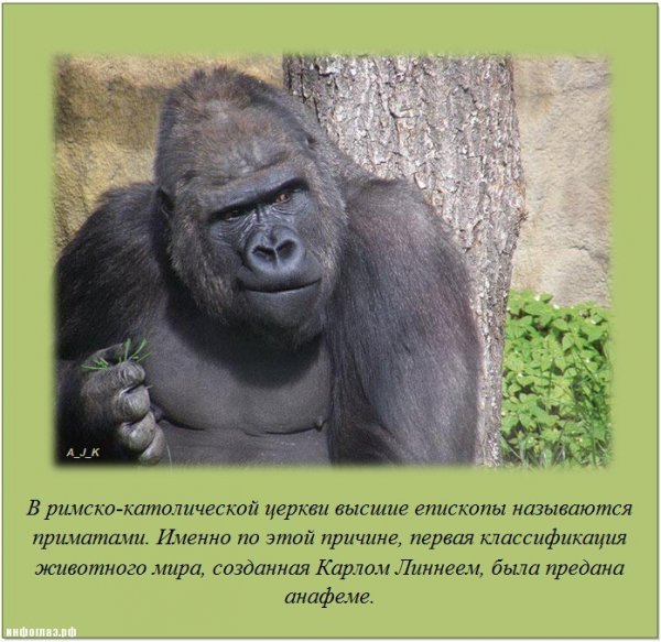 Познавательные картинки прикольные