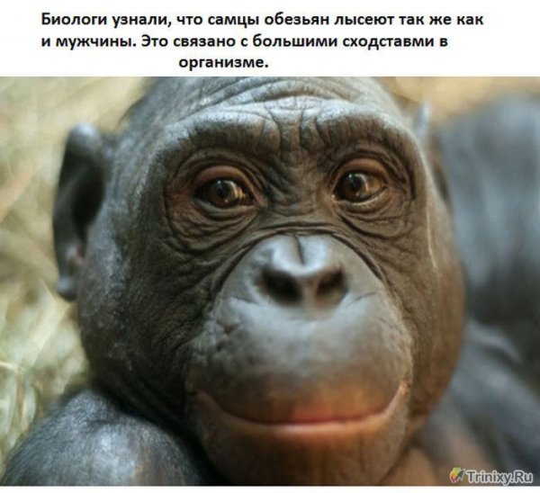 Интересные факты